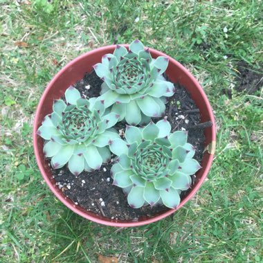 Sempervivum Tectorum Greenii