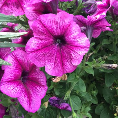 Petunia