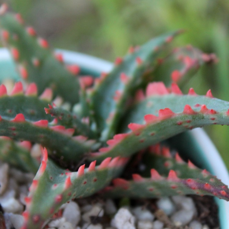 Plant image Aloe 'Christmas Sleigh'