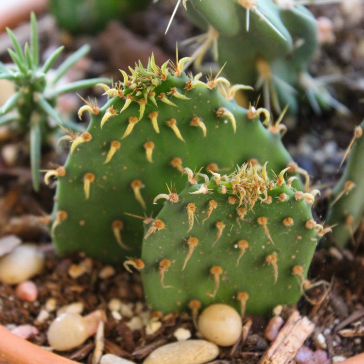plant image 849304