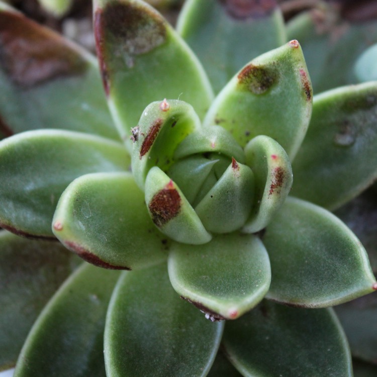 plant image 849320 plant image 849320