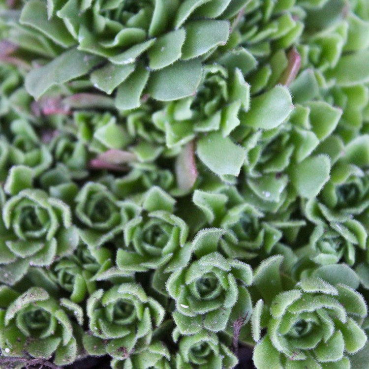 plant image 849321 plant image 849321