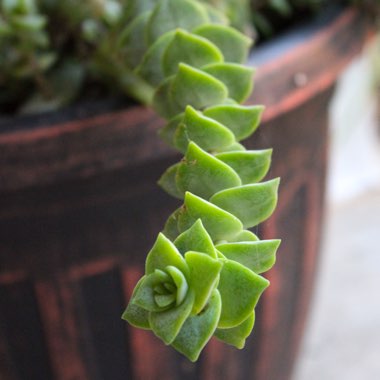 Crassula Perforata subsp. Perforata
