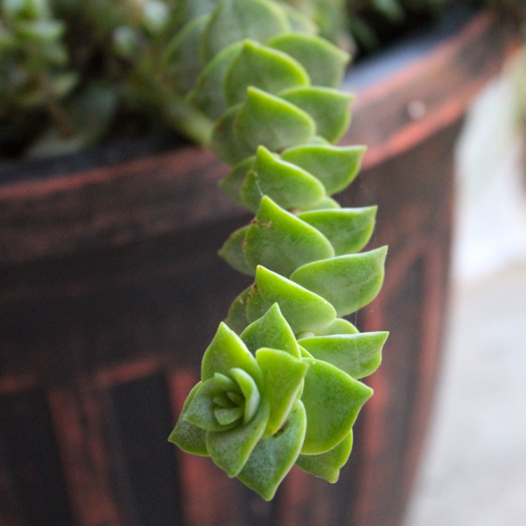 plant image 849427 plant image 849427