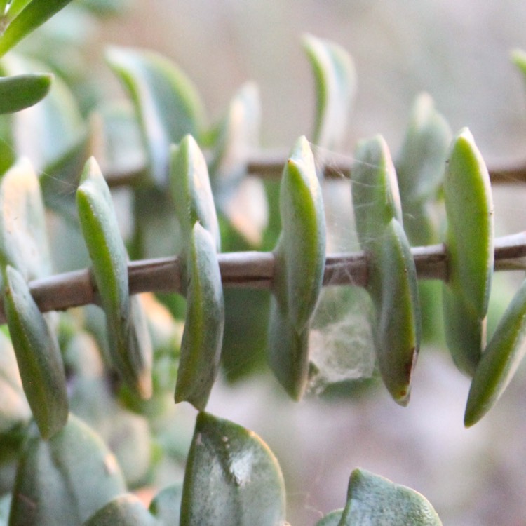 plant image 849432 plant image 849432