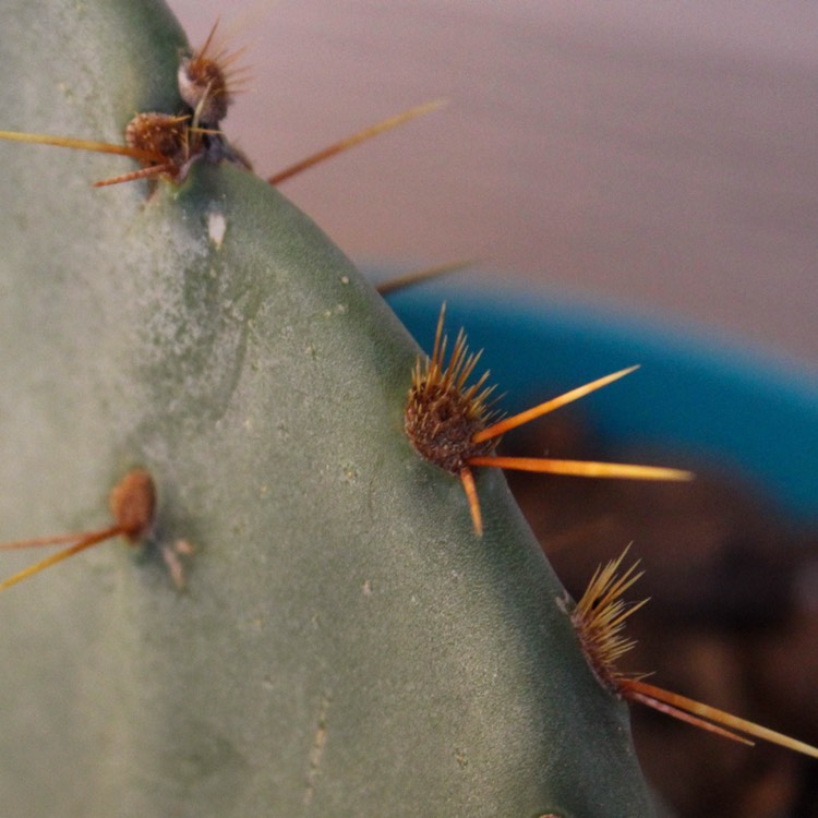 plant image 849460