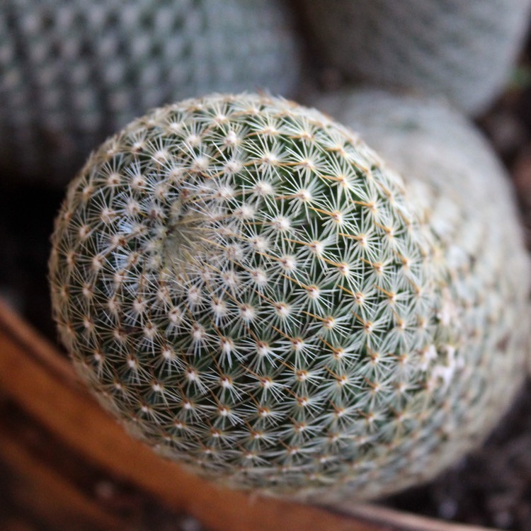Plant image Mammillaria matudae