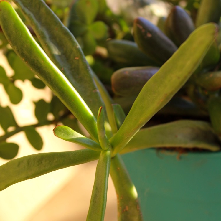Plant image Senecio