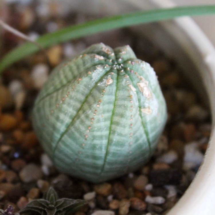 plant image 864122