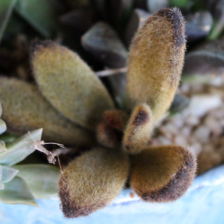 Plant image Kalanchoe tomentosa 'Teddy Bear'