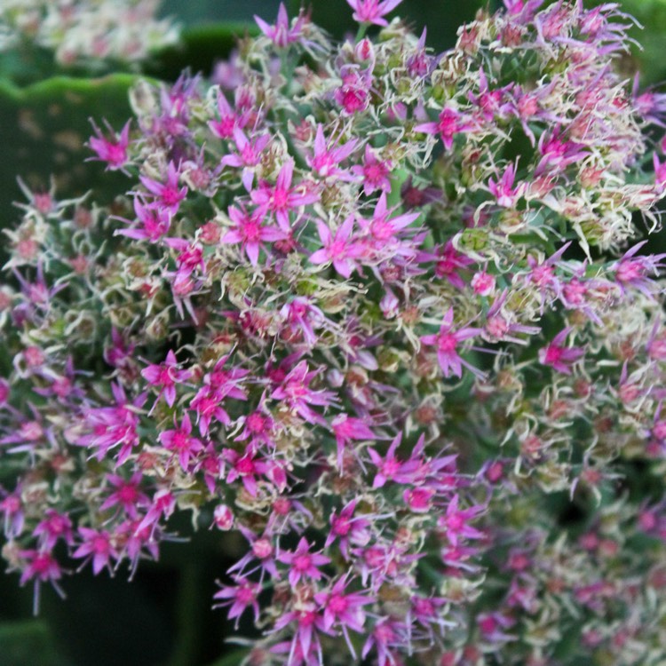 plant image 864360