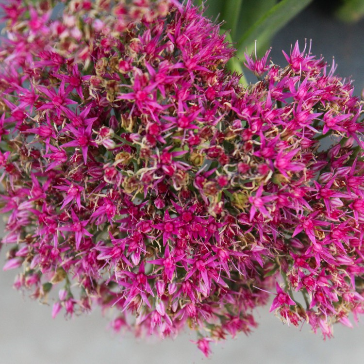 plant image 864361