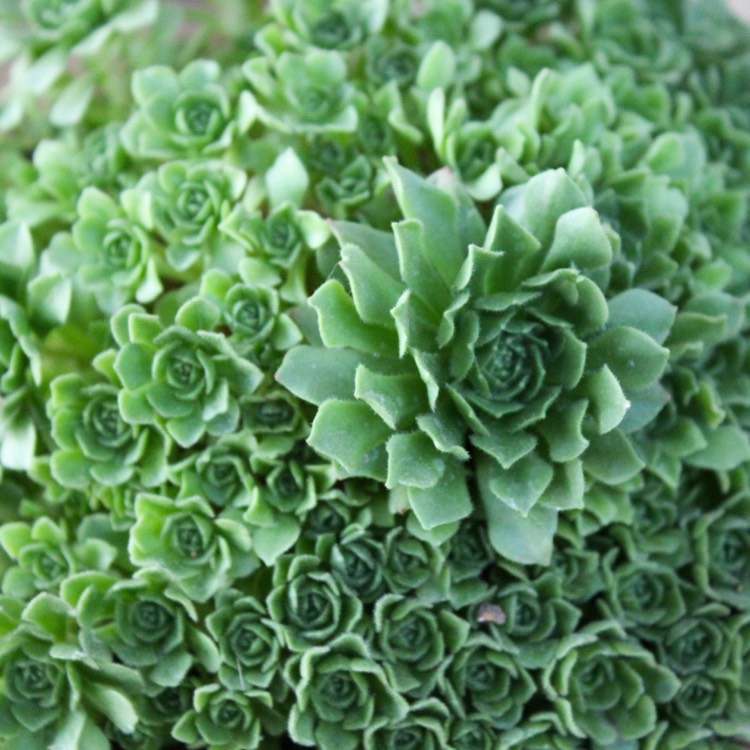 plant image 864362 plant image 864362