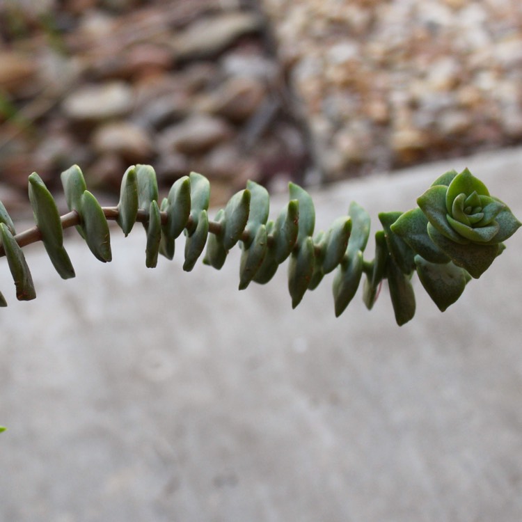 plant image 864367 plant image 864367