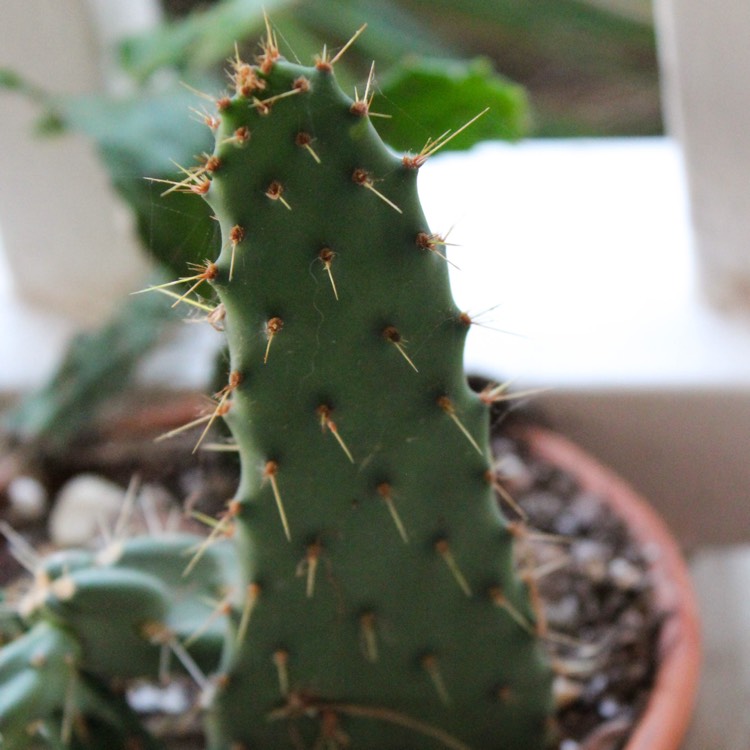 Plant image Opuntia Bonplandii