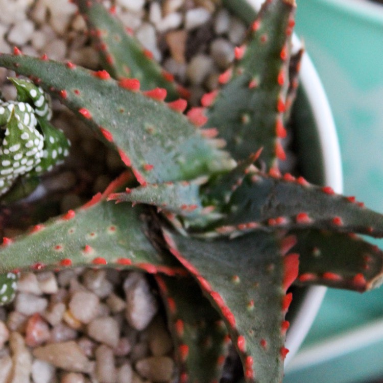 plant image 864671