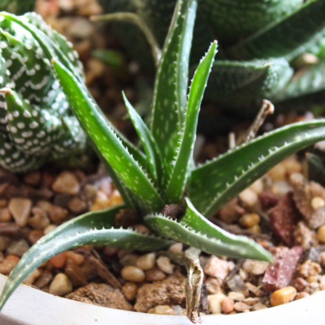 Plant image Aloe hybrid 'Firebird'