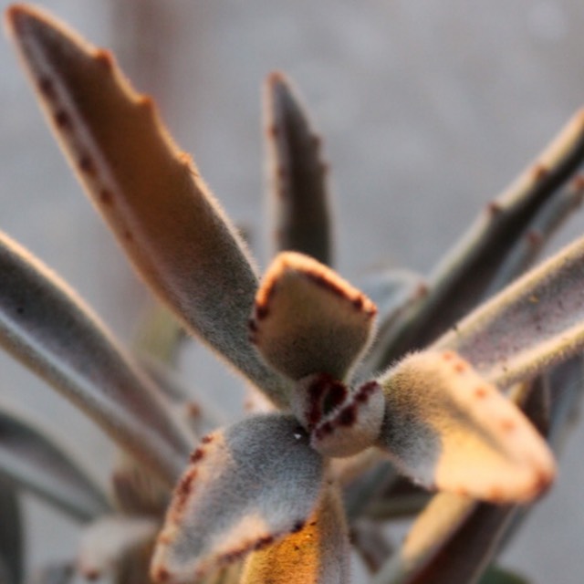 plant image 865743
