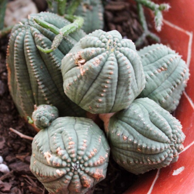 Plant image Euphorbia obesa x globosa