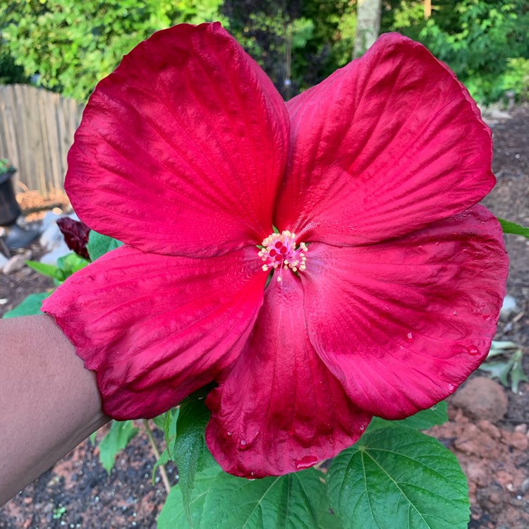 Plant image Hibiscus moscheutos 'Lord Baltimore'