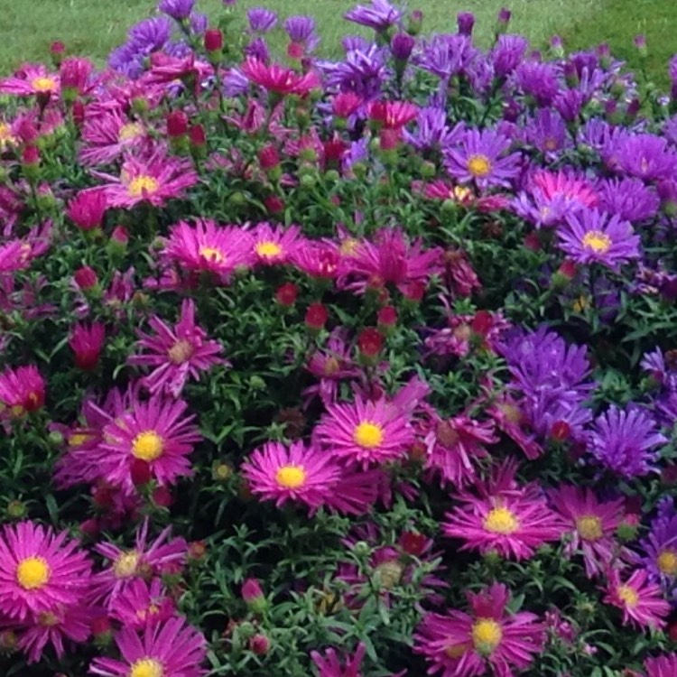 Plant image Aster novi-belgii 'Samoa'