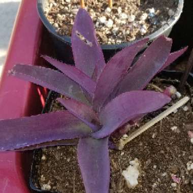 Purple-Heart Spiderwort 'Purpurea'