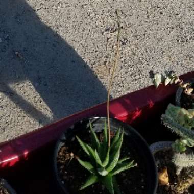 Haworthia papillosa