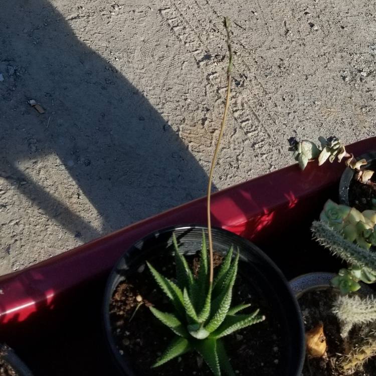 plant image 1069307