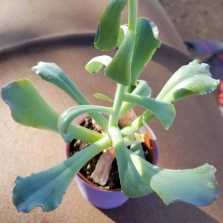 Plant image Echeveria Gibbiflora Crispata