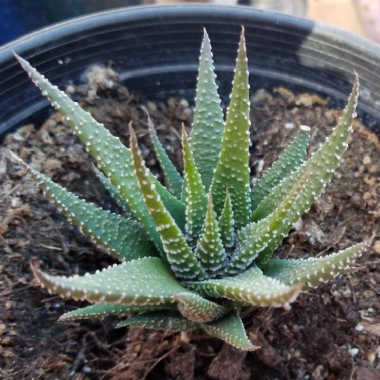plant image 890797