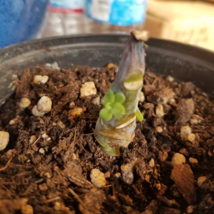 plant image 909898