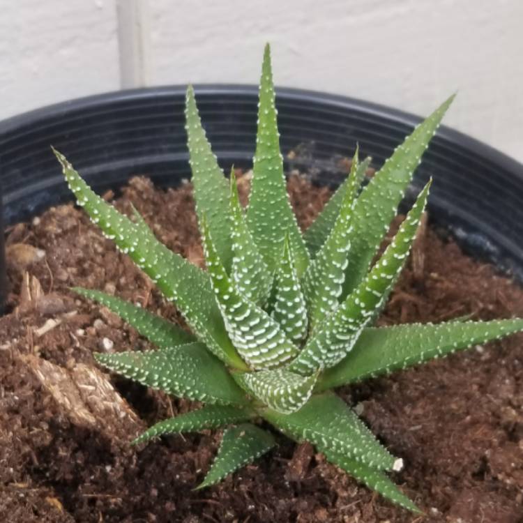 plant image 909917