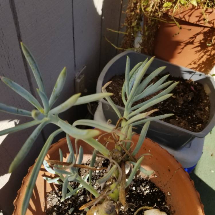 Plant image Senecio mandraliscae