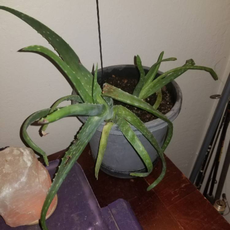 plant image 947311