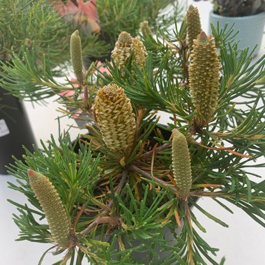 Banksia spinulosa 'Birthday Candles'