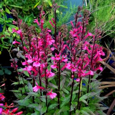 Cardinal Flower 'Queen Victoria'