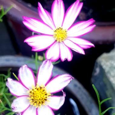 Cosmea 'Capriola'