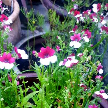 Nemesia 'Danish Flag'