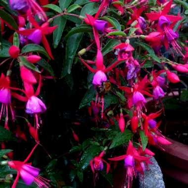 Fuchsia 'Fuchsiaberry'