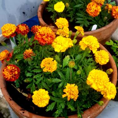 Marigold
