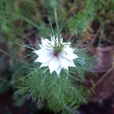 Love-in-a-mist