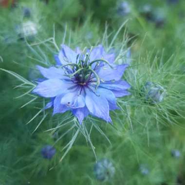 Love-in-a-mist