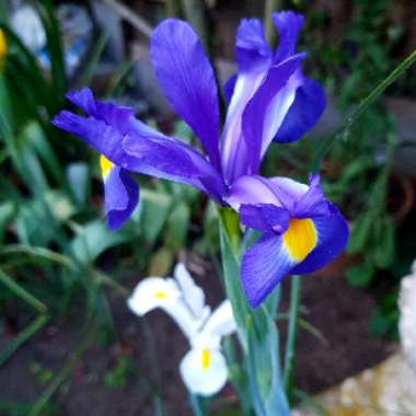 Dutch Iris 'Professor Blaauw'