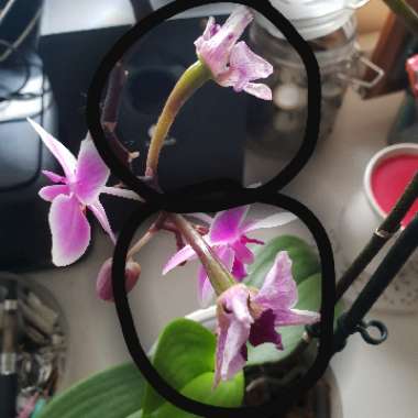 Moth Orchid