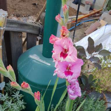 Gladioli 'Michelle' (Small-flowered)