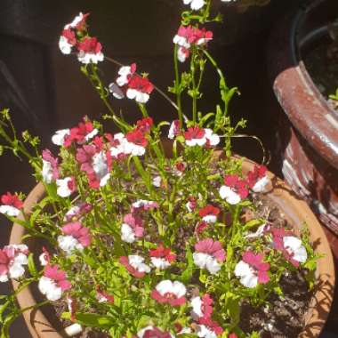 Nemesia 'Danish Flag'