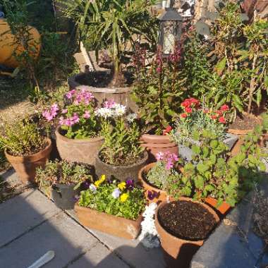 Emma's garden