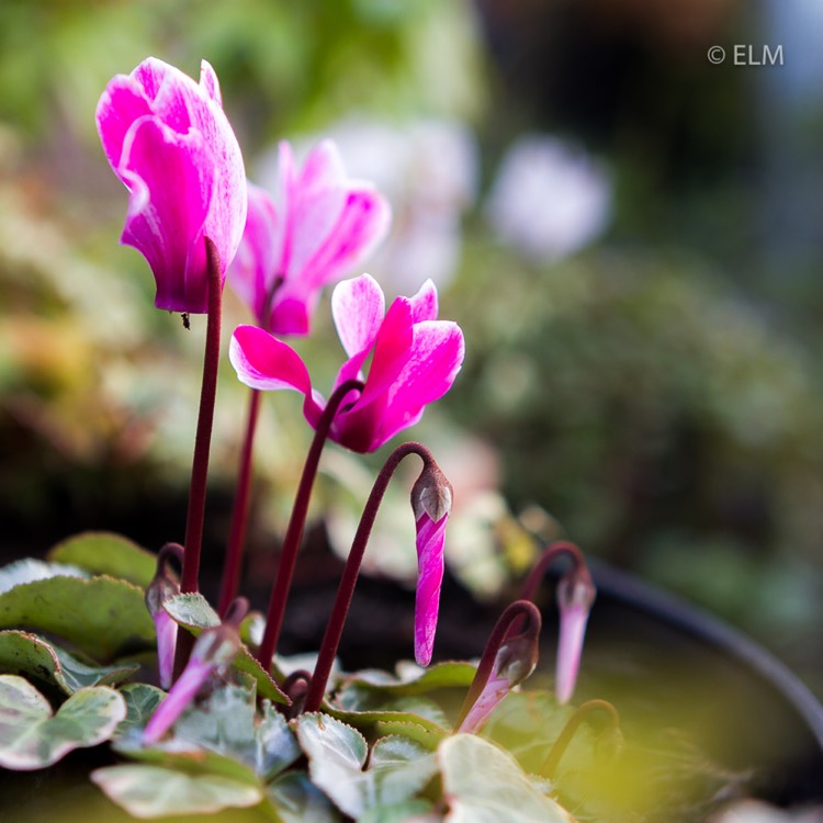 plant image 1214775 plant image 1214775