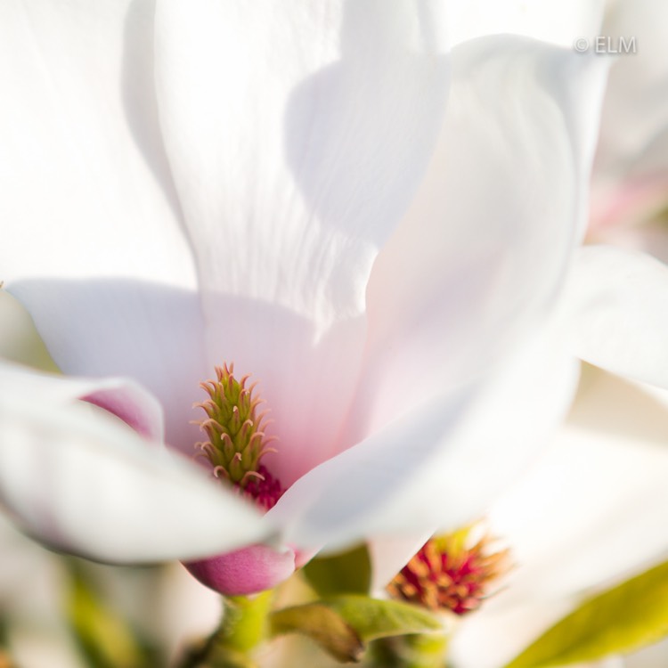 plant image 1263619