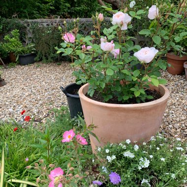 Emma's garden